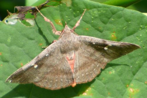 Azeta sp.
